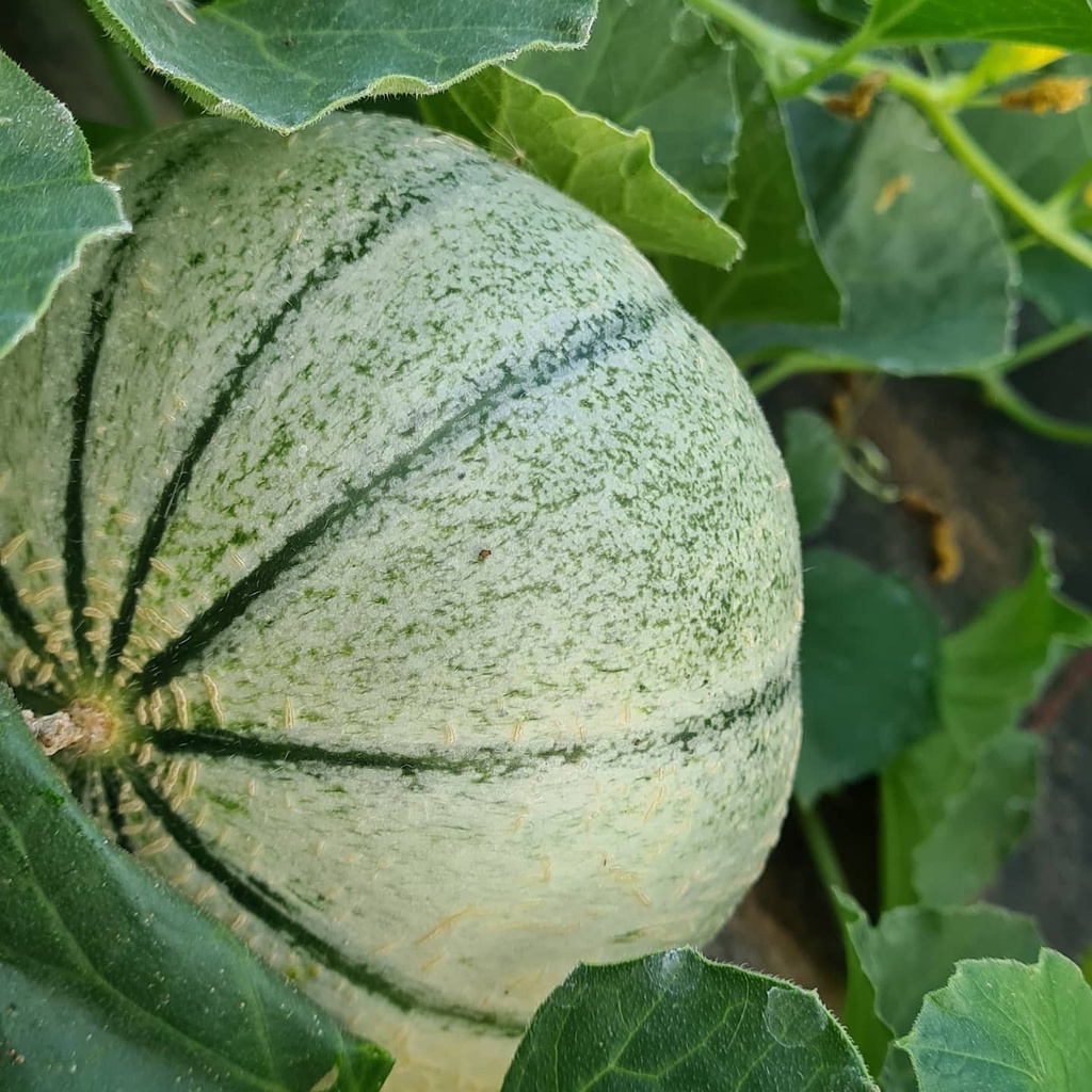 Melon charentais BIO (par kg)