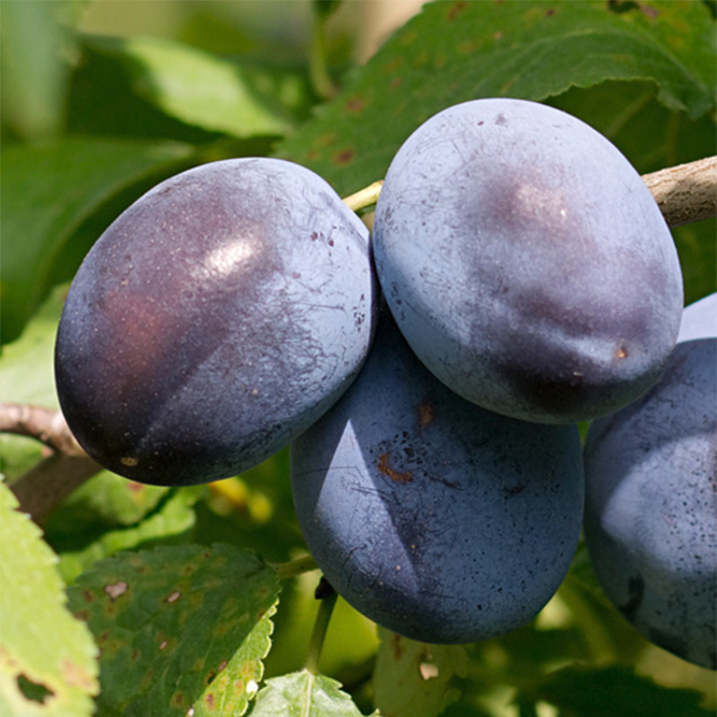 Prune 'Priesse' Bio (par kg)